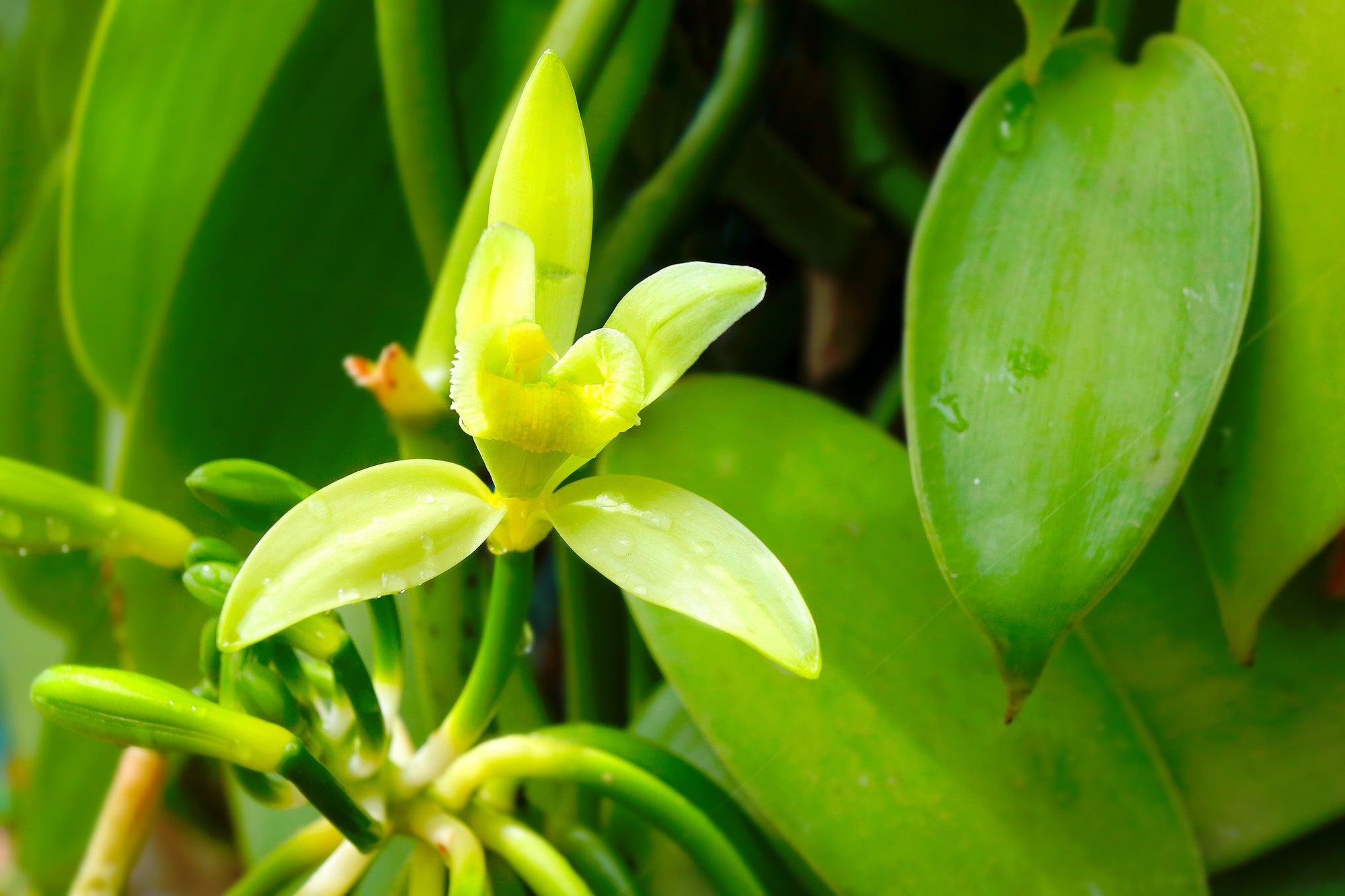 Vanilla Flower